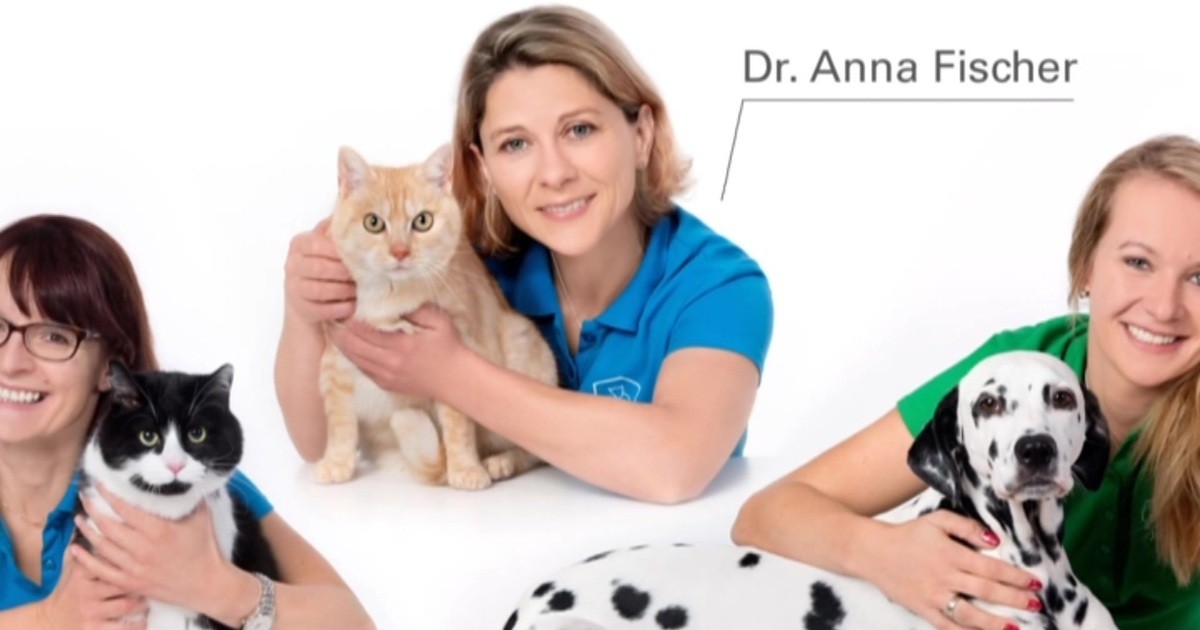Katzen aus russland suchen ein zuhause